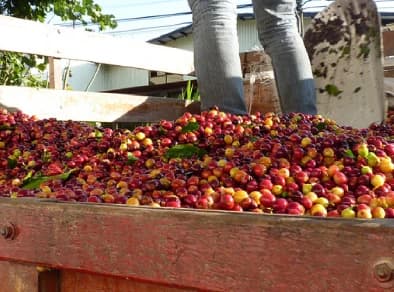 NEW! - Costa Rica Tarrazu San Diego Jaguar Honey SHB EP